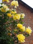 Yellow Rose Flowering Against A Wall In Southwold Stock Photo