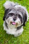 Young Dog Looking Up Stock Photo