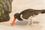 American Oystercatcher, Haematopus Palliatus,  Looking For Food Stock Photo