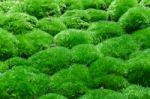 Multiple Grass Balls Top Side View Close Up Are Covered With Some Fraction Of Dry Leaves, Selective Focus Stock Photo