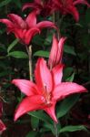 Red Lilly Flowers Stock Photo