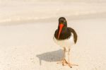 American Oystercatcher, Haematopus Palliatus,  Looking For Food Stock Photo