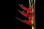 Heliconia Stricta Still Life On Black Background Stock Photo