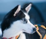 Alaskan Huskie Stock Photo