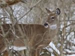 Beautiful Isolated Image With A Wild Deer In The Snowy Forest Stock Photo