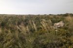 Mediterranean Native Vegetation Stock Photo