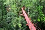 Bridge To Jungle Stock Photo