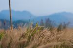 Beautiful Grass Flower Background ,selective Focus Stock Photo