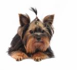 Yorkshire Terrier Stock Photo