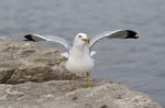 Funny Photo Of The Amazed Gull On The Shore Stock Photo