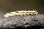 Cabbage Caterpillar Stock Photo