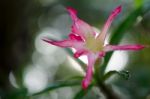 
Azalea Flowers Stock Photo