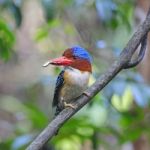 Male Banded Kingfisher Stock Photo