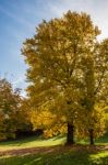 Tulip Tree (liriodendron Tulipiferain) In East Grinstead Stock Photo