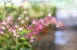 Pink Hybrid Dendrobium Orchid Flowers Stock Photo