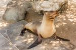 Sea Lion On The Beach, Galapagos Islands Stock Photo