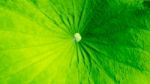 Green Color Background Stock Photo