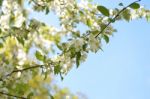 The Blooming Of Apple Trees Stock Photo