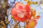 Guianensis Or Cannonball Tree Stock Photo