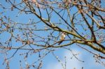 Common Linnet (carduelis Cannabina) Stock Photo