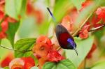 Sunbird Stock Photo