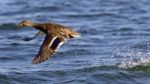 Beautiful Image Of A Mallard Taking Off From Lake Stock Photo