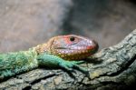 Northern Caiman Lizard (dracaena Guianensis) Stock Photo