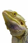 Close-up Of Bearded Dragon Head Isolated On White Stock Photo