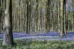 Bluebells In Wepham Wood Stock Photo