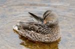 Female Mallard Stock Photo