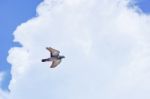 Pigeon Flies In The Blue Sky In A Sunny Day Stock Photo