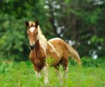 Beautiful Horse Stock Photo