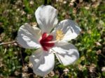 White Hibiscus In Marbella Stock Photo