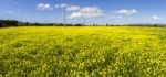 Spring Countryside Landscape Of Yellow Flowers Stock Photo