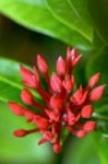 Red Buds Flower Of Ixora Chinensis Lamk Stock Photo