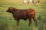 Country Cows Stock Photo