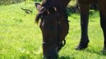 Horse In The Country Side Of Russia Stock Photo