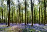 Spring Sunshine Illuminating The Bluebells Stock Photo