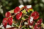 Mahonia Aquifolium Stock Photo