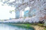 Cherry Blossom In Spring,background Stock Photo