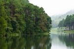 Nature Landscape At Morning Of Lakes And Pine Forests Stock Photo