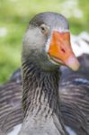 Greylag Goose Sitting On The Grass Stock Photo