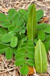 Small Plant Grown From Earth In The Forest Stock Photo