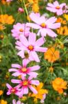 Colorful Cosmos Flower Blooming In The Field Stock Photo