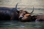 Lovely Face Of Mother And Young Kid Wild African Buffalo In Wate Stock Photo