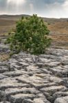 View Of The Limestone Pavement Above Malham Cove In The Yorkshir Stock Photo