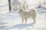 White Dog Samoyed Play On Snow Stock Photo