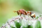 Wasp On Cactus Stock Photo