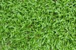 Green Grass Stock Photo