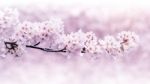 Cherry Blossoms Blooming In Spring. Spring Background. Cherry Blossoms In Nature With Soft Focus Stock Photo